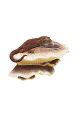 Zilla Vertical Mushroom