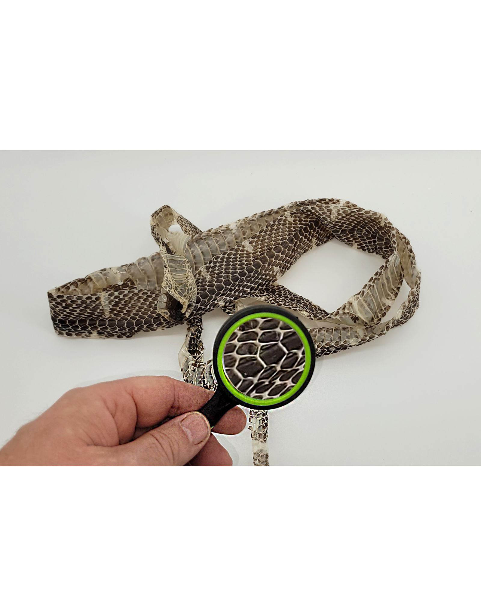Snake Discovery 50MM Double Color Magnifying Glass