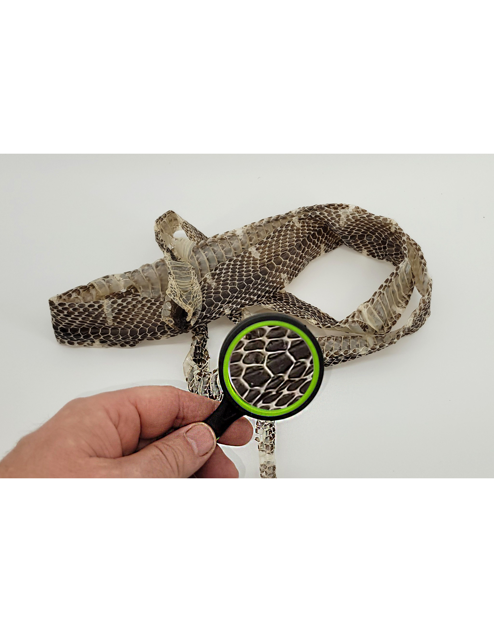 Snake Discovery Snake Discovery Field Magnifier – 50mm Explorer Tool