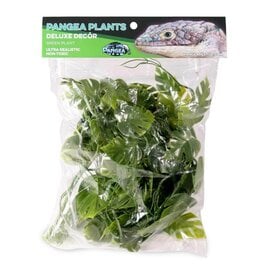 Pangea Pangea Green Plant