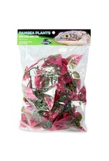 Pangea Pangea Red Plant