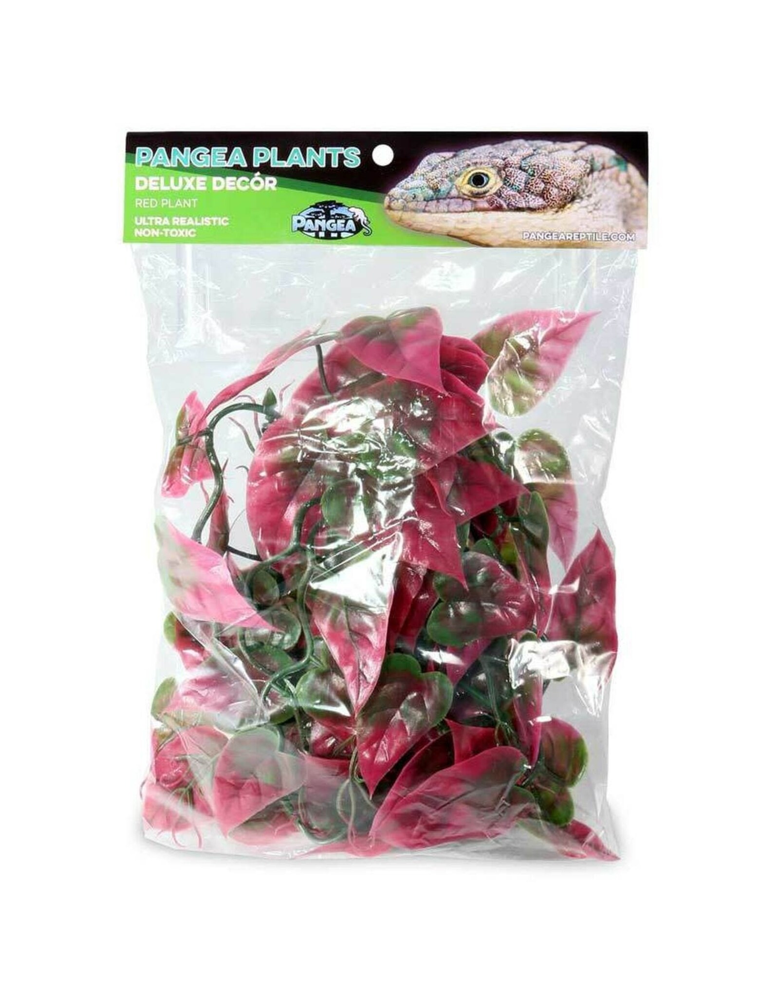 Pangea Pangea Red Plant