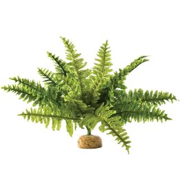 Exo Terra Exo Terra Medium Boston Fern