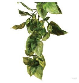 Exo Terra Exo Terra Large Amapallo Hanging Plant