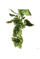 Exo Terra Exo Terra Small Amapallo Hanging Plant