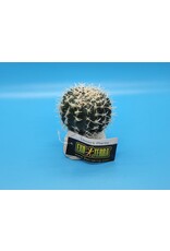 Exo Terra Exo Terra Small Barrel Cactus