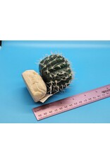 Exo Terra Exo Terra Small Barrel Cactus