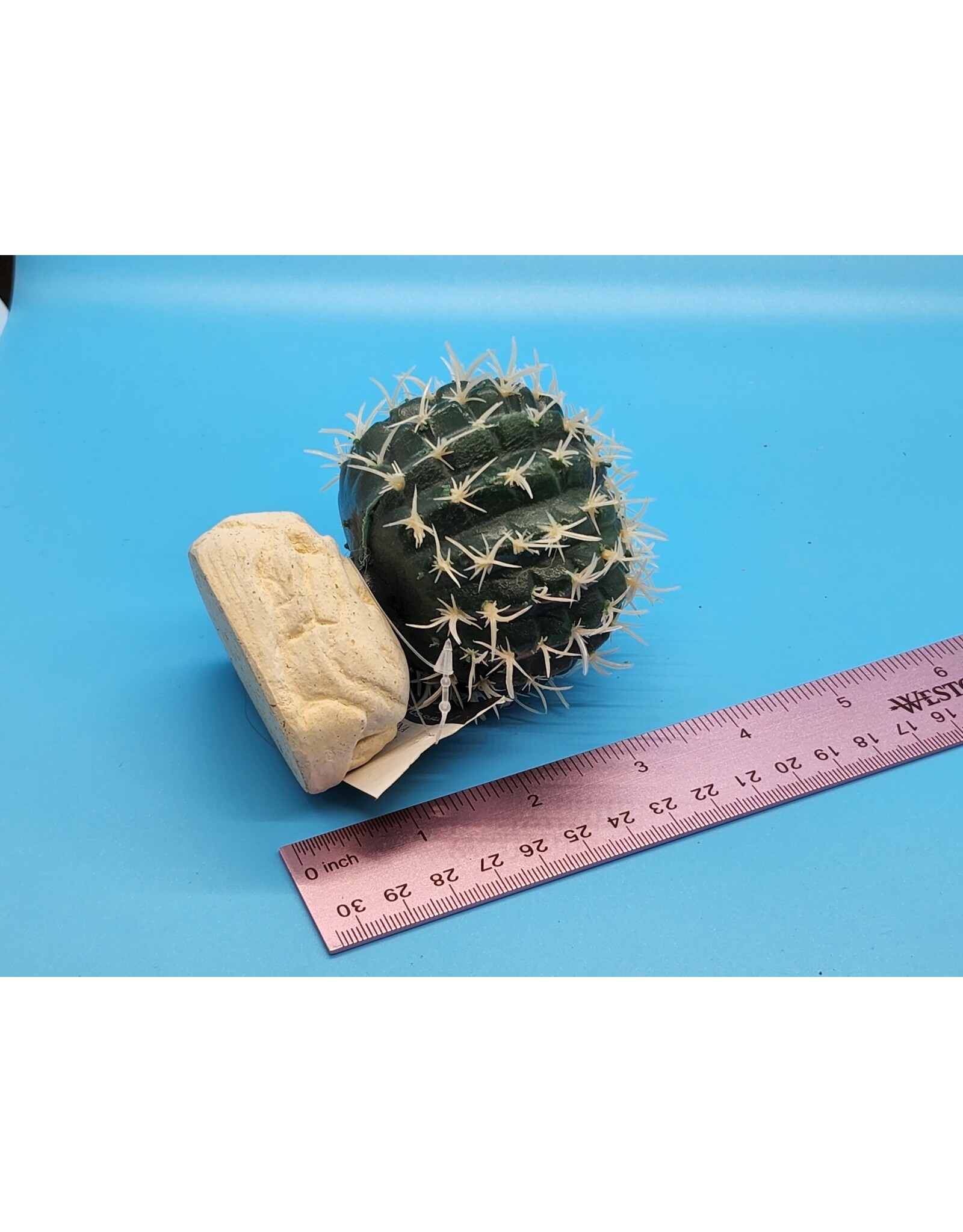 Exo Terra Exo Terra Small Barrel Cactus