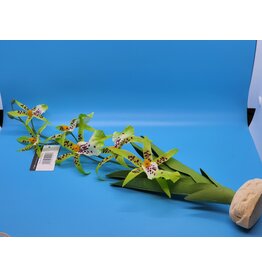 Exo Terra Exo Terra Spider Orchid