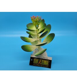 Exo Terra Exo Terra Jade Cactus