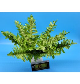 Exo Terra Exo Terra Boston Fern Small
