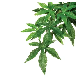 Exo Terra Exo Terra Large Abutilon Jungle Plant