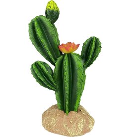 Komodo Komodo Flower Cactus 9"