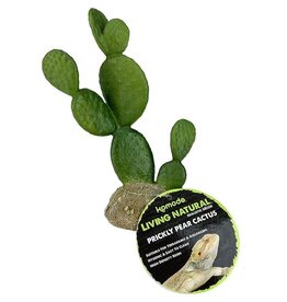 Komodo Komodo Prickly Pear Cactus 6.3"