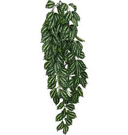 Komodo Two-Tone Leaf Climbing Plant Lg