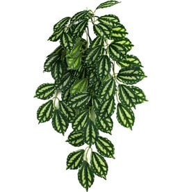 Komodo Komodo Two-Tone Leaf Climbing Plant 16"