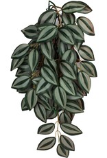 Komodo Komodo Zebrina Hanging Plant Large 26"