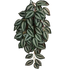 Komodo Komodo Zebrina Hanging Plant Large 26"