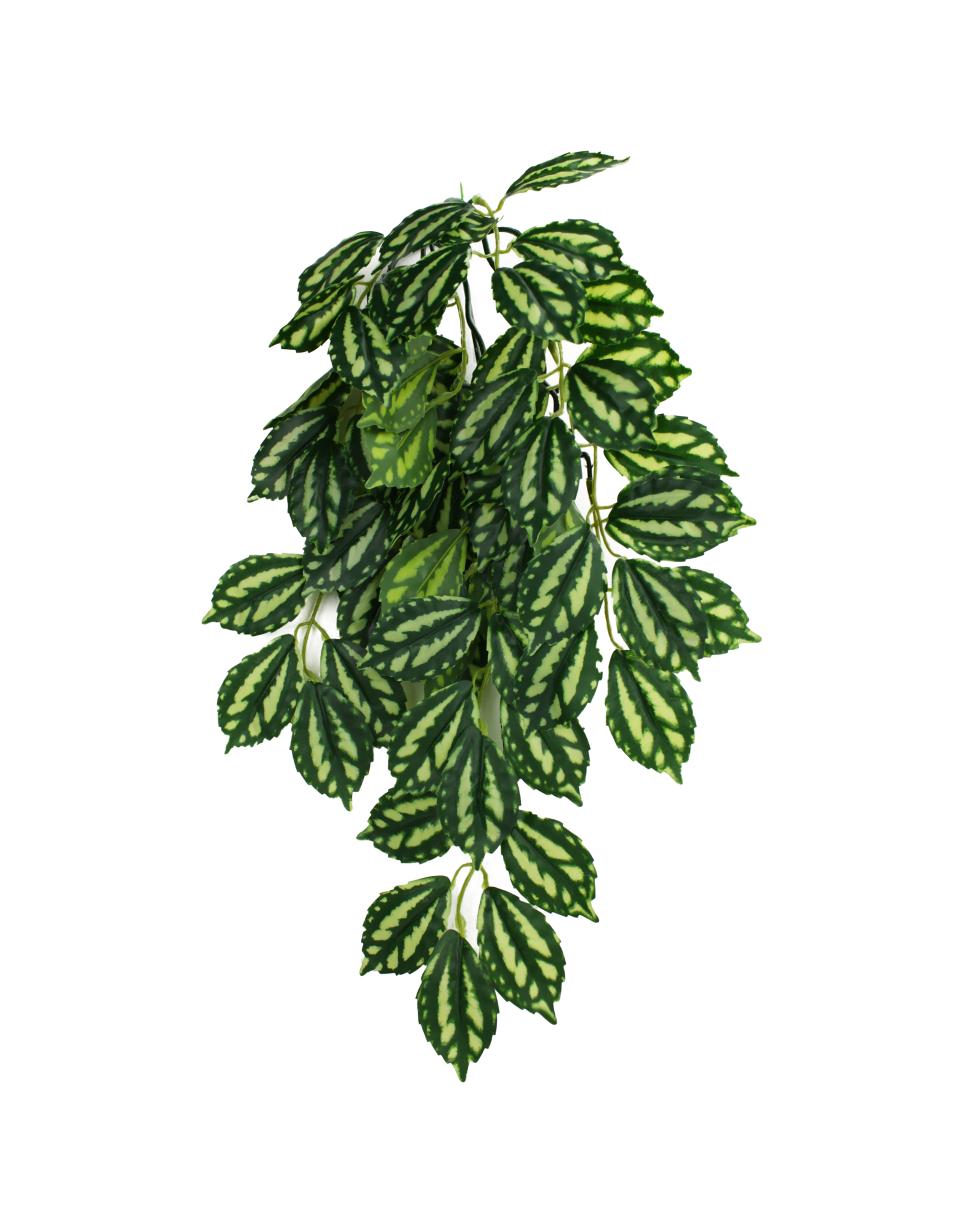 Komodo Two-Tone Leaf Climbing Plant SM