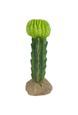 Komodo Moon Cactus - 7.5 in