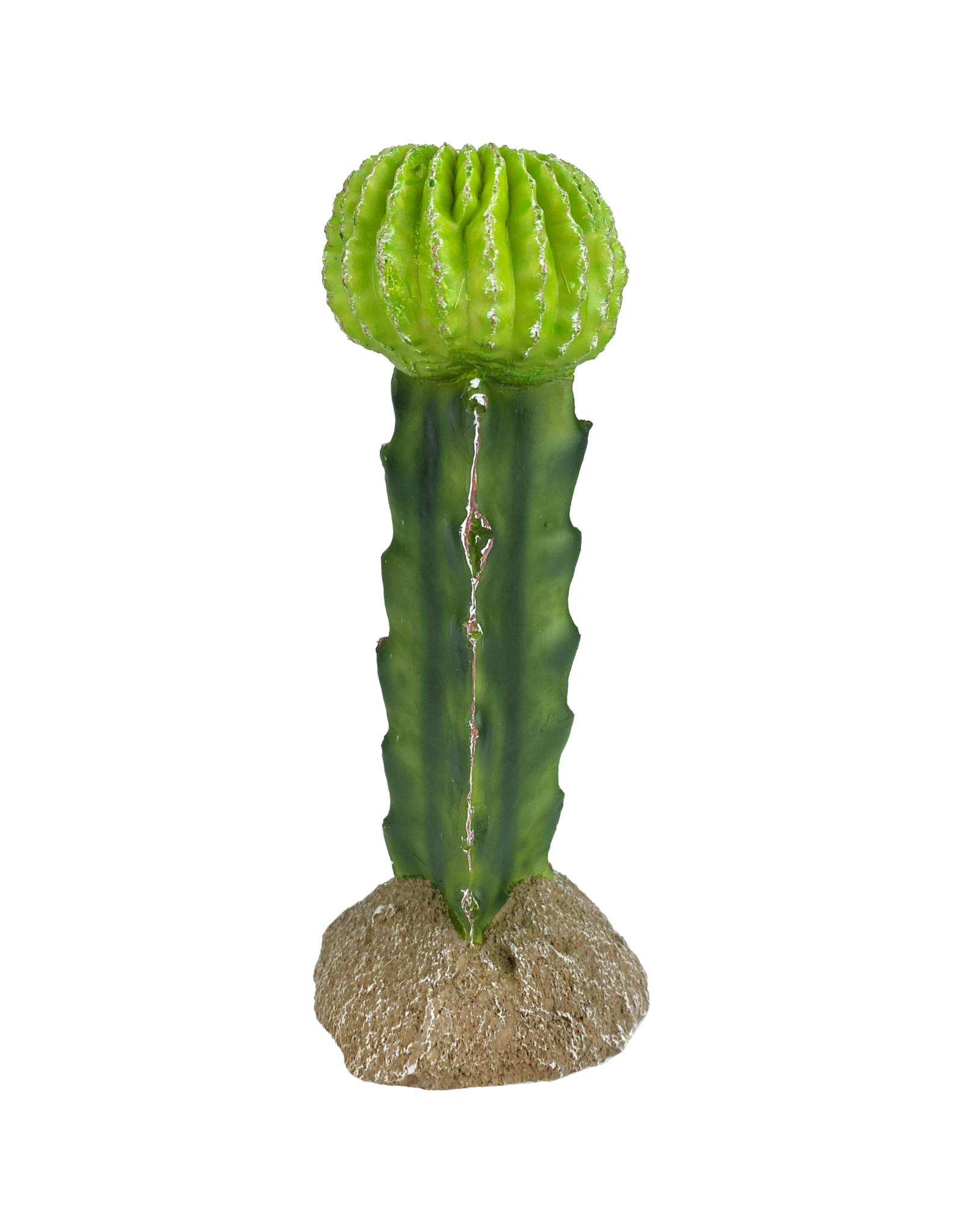 Komodo Moon Cactus - 7.5 in