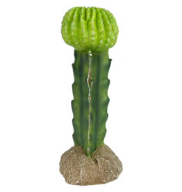 Komodo Komodo Moon Cactus 7.5"
