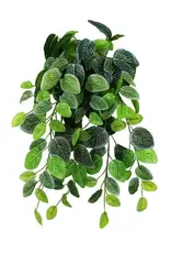 Pangea Pangea Fittonia Bush Small 18"