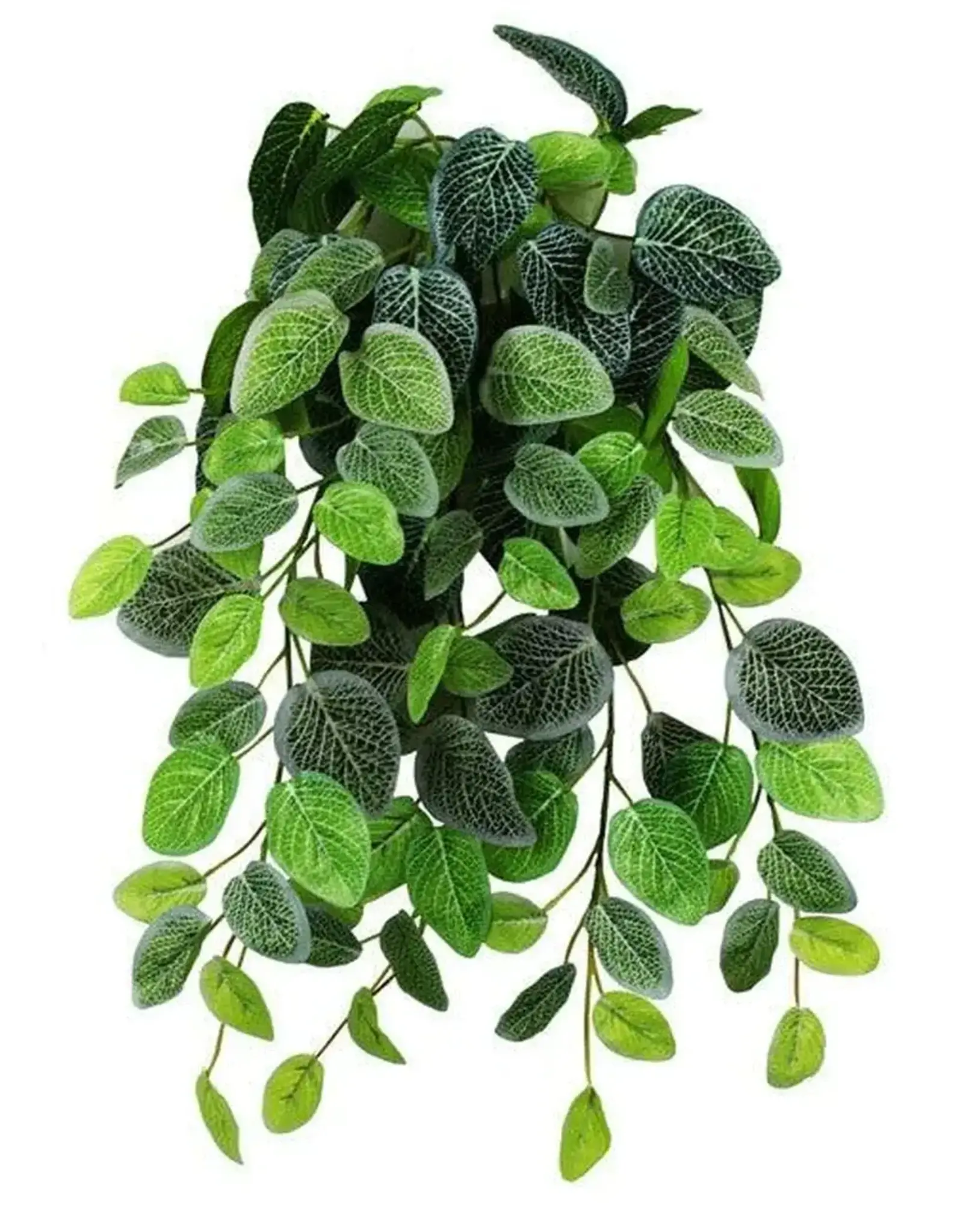 Pangea Pangea Fittonia Bush Small 18"
