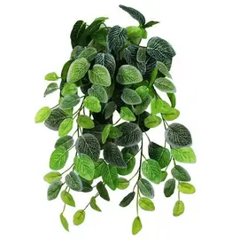 Pangea Pangea Fittonia Bush Small 18"