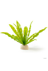 Exo Terra Exo Terra Bird's Nest Fern
