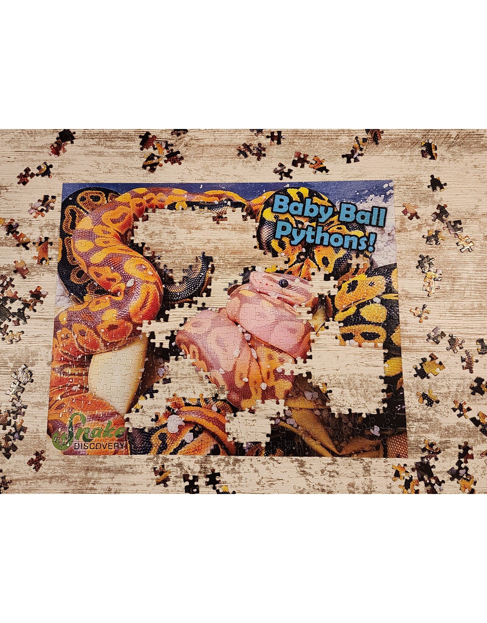 Snake Discovery Baby Ball Pythons Puzzle – 504 Pieces (Snake Discovery Exclusive)
