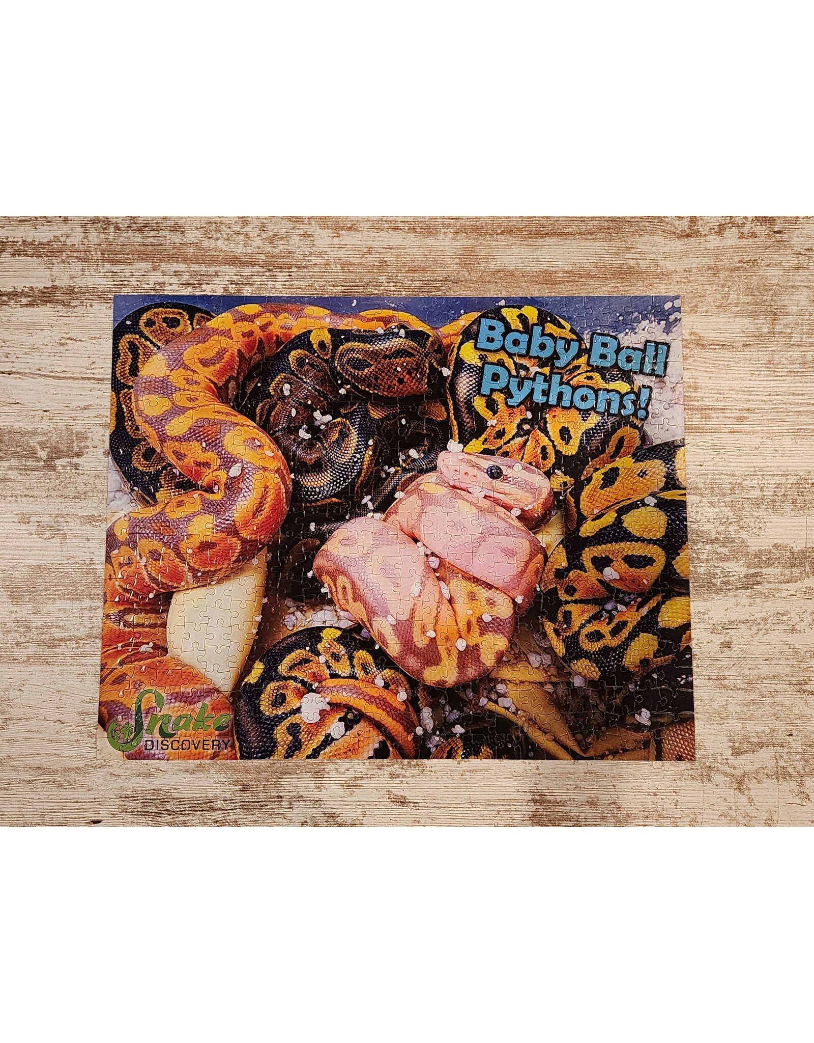 Snake Discovery Baby Ball Pythons Puzzle – 504 Pieces (Snake Discovery Exclusive)