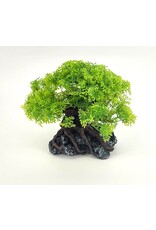 Komodo Komodo Bonsai Tree