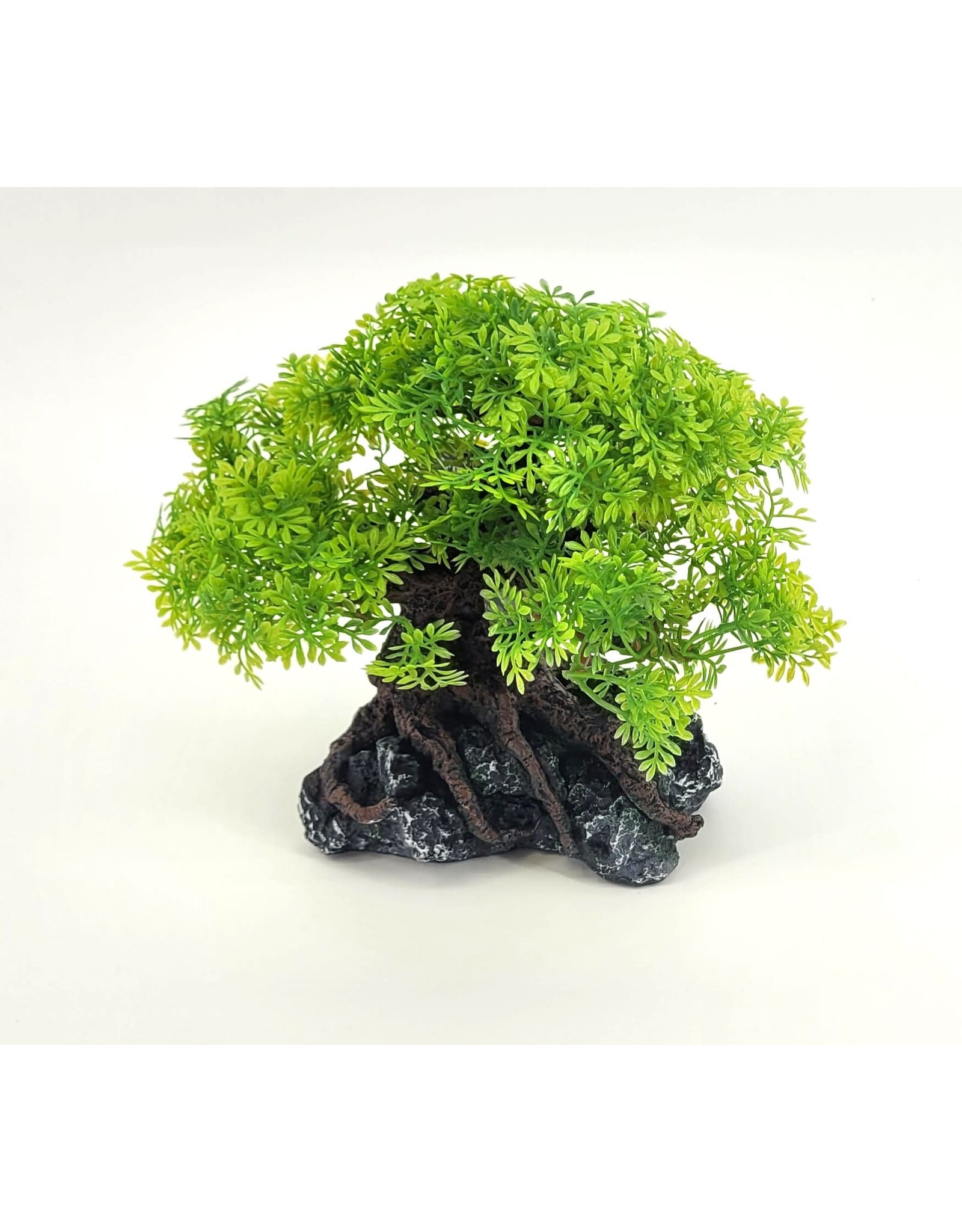Komodo Komodo Bonsai Tree