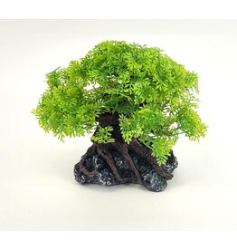 Komodo Komodo Bonsai Tree