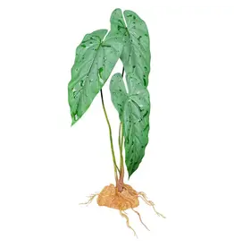 Komodo Komodo Emerald Vine Standing Plant 18"