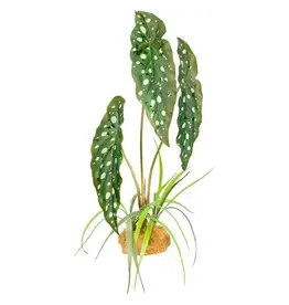 Komodo Komodo Spotted Begonia Standing Plant 18"