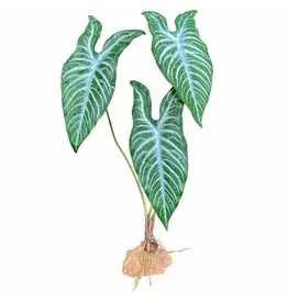 Komodo Komodo White Vein Standing Plant 18"