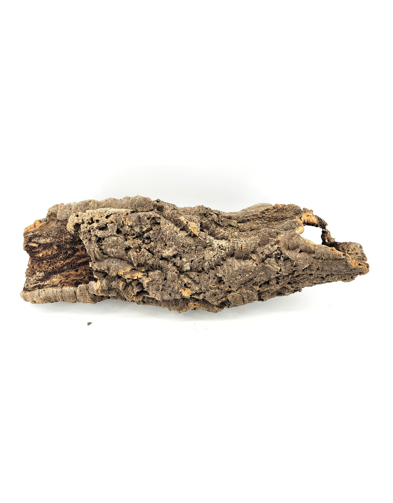 6 in Diameter Cork Bark Rounds XL ( Lenght 26"-30")