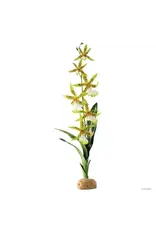 Exo Terra Exo Terra Spider Orchid