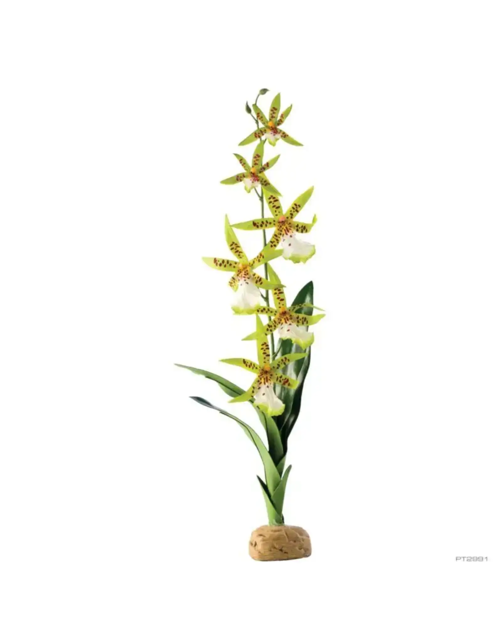 Exo Terra Exo Terra Spider Orchid