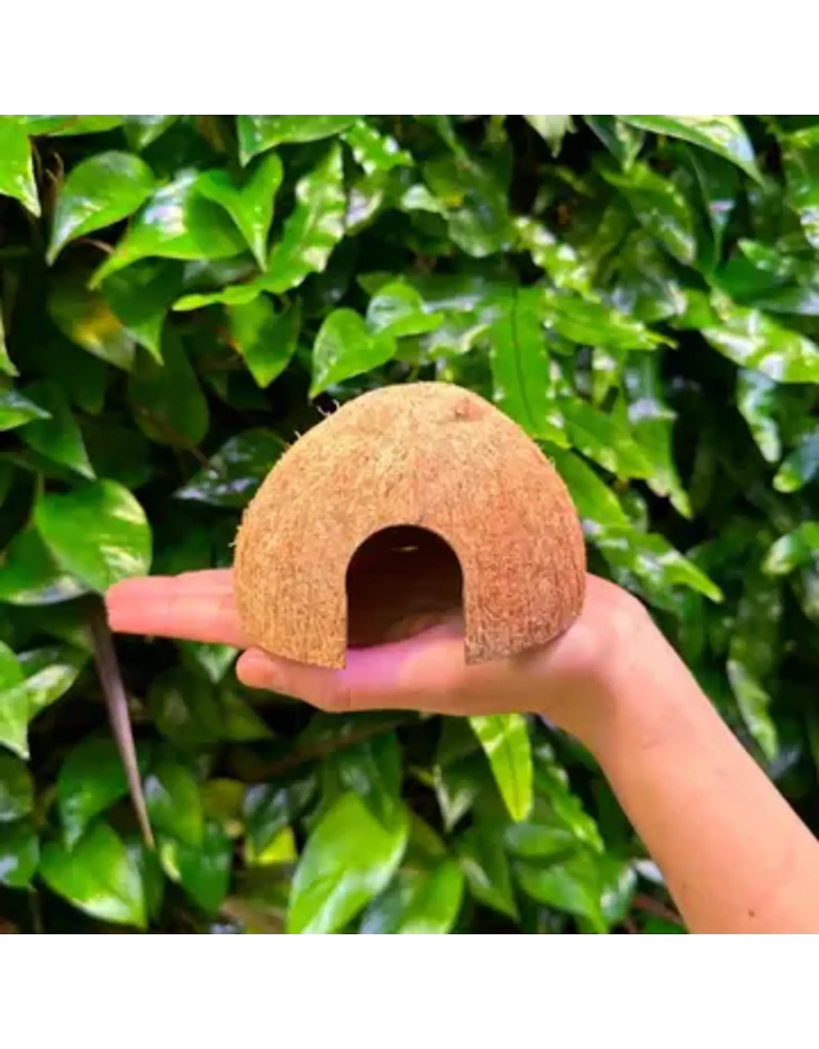 Coconut King SD Coconut Hide