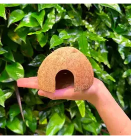 Coconut King SD Coconut Hide