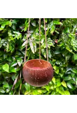 Coconut King SD Hanging Coconut Planter