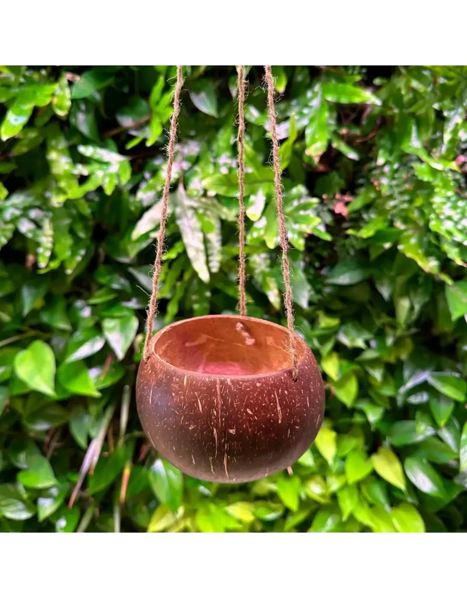 Coconut King SD Hanging Coconut Planter