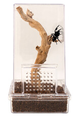 Zoo Med Zoo Med Creatures Jumping Spider Kit