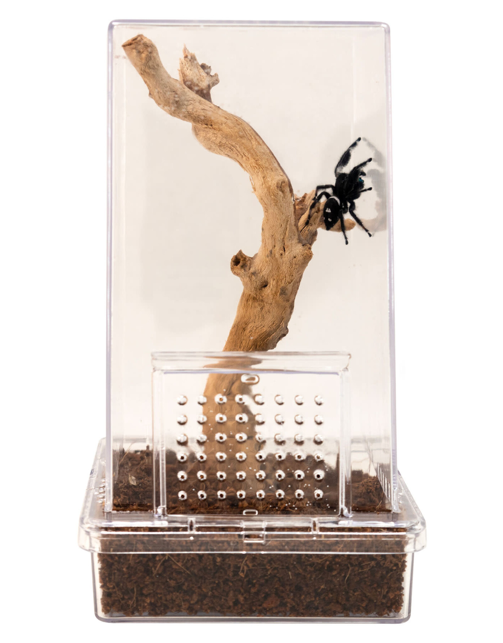Zoo Med Zoo Med Creatures Jumping Spider Kit