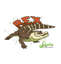 Snake Discovery SD Magnet Red Rex