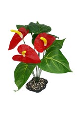 Komodo Komodo Anthurium Bush w/ Gravel