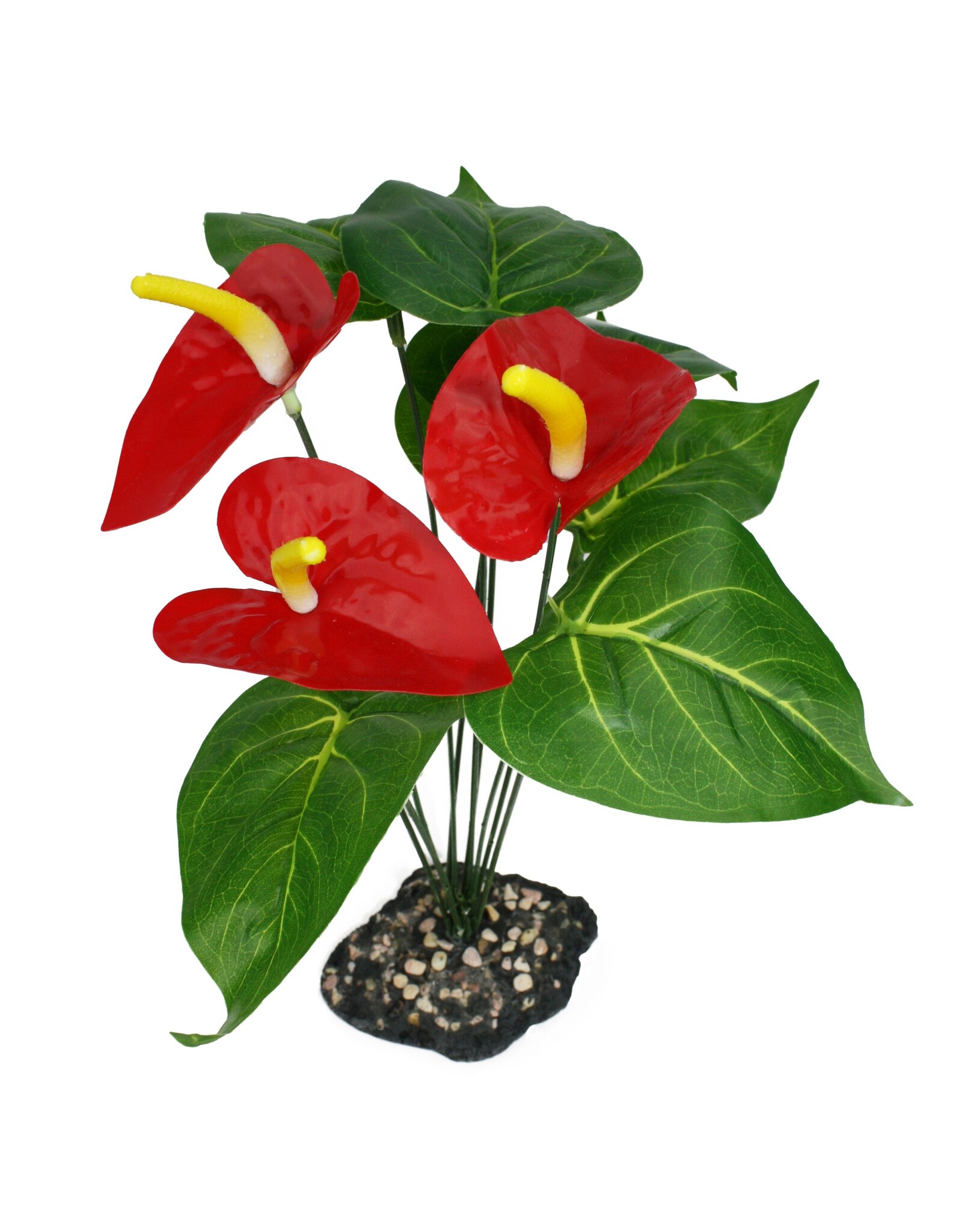 Komodo Komodo Anthurium Bush w/ Gravel